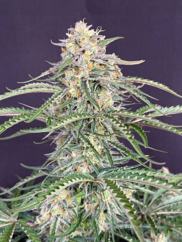 Instagram Northern Lights Auto