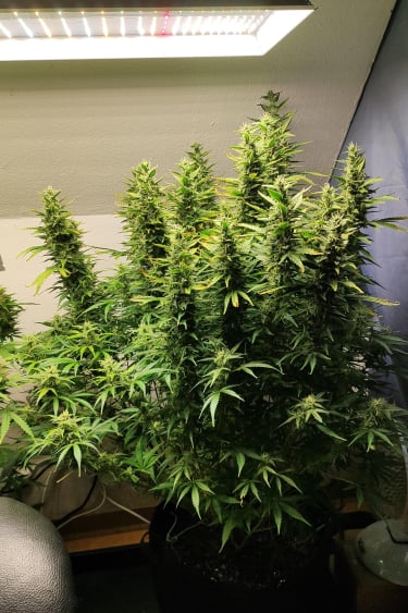 Instagram Tangie Auto