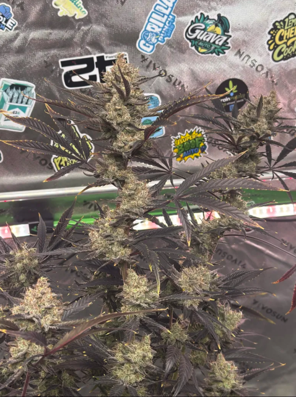 Instagram Guava Auto RF3