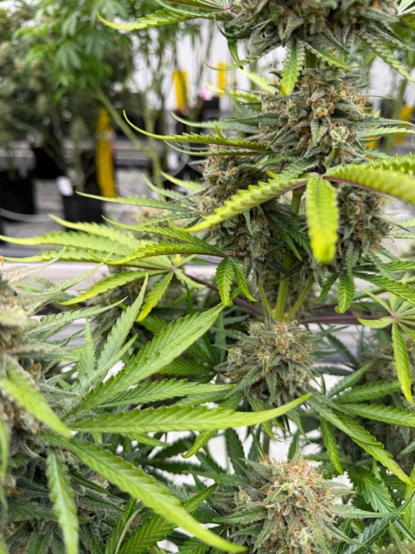 Instagram Cinderella Auto