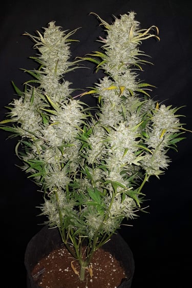 Instagram Sour Diesel Auto