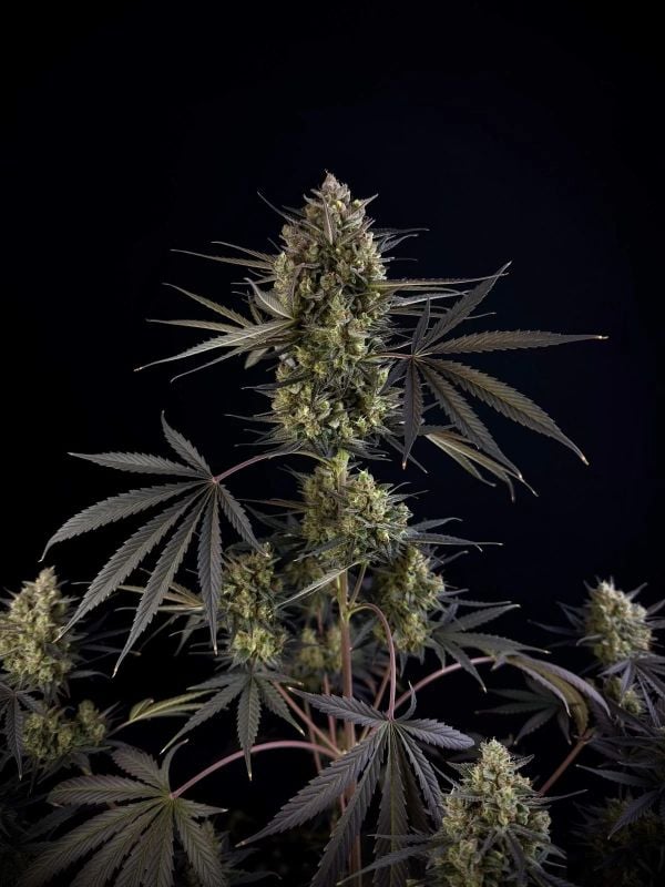 Instagram High Yielder Trial Pack