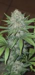 Instagram Purple Lemonade FF