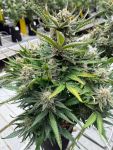 Instagram White Widow Auto