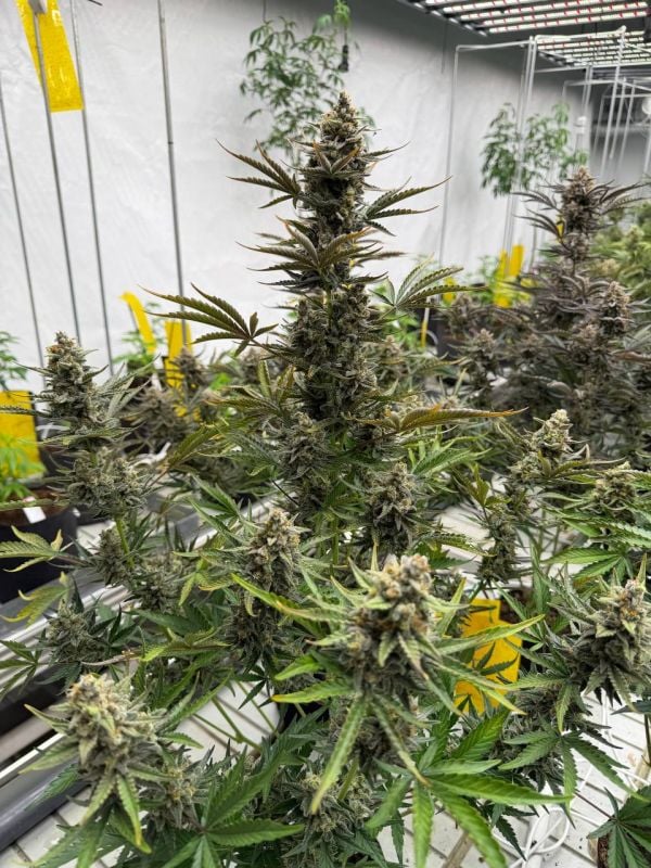 Instagram Cheese Auto
