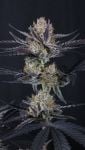 Instagram Guava Runtz Auto™