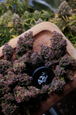Instagram Purple Haze Auto™