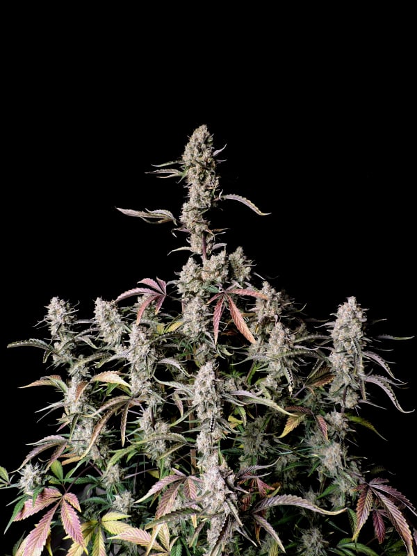 Buy Gorilla Zkittlez Auto Cannabis Seeds | Fast Buds