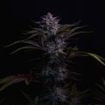 Instagram Mendo Guava Auto™