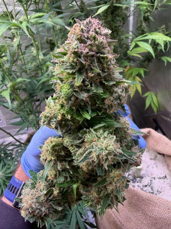 Instagram Super Boof Auto