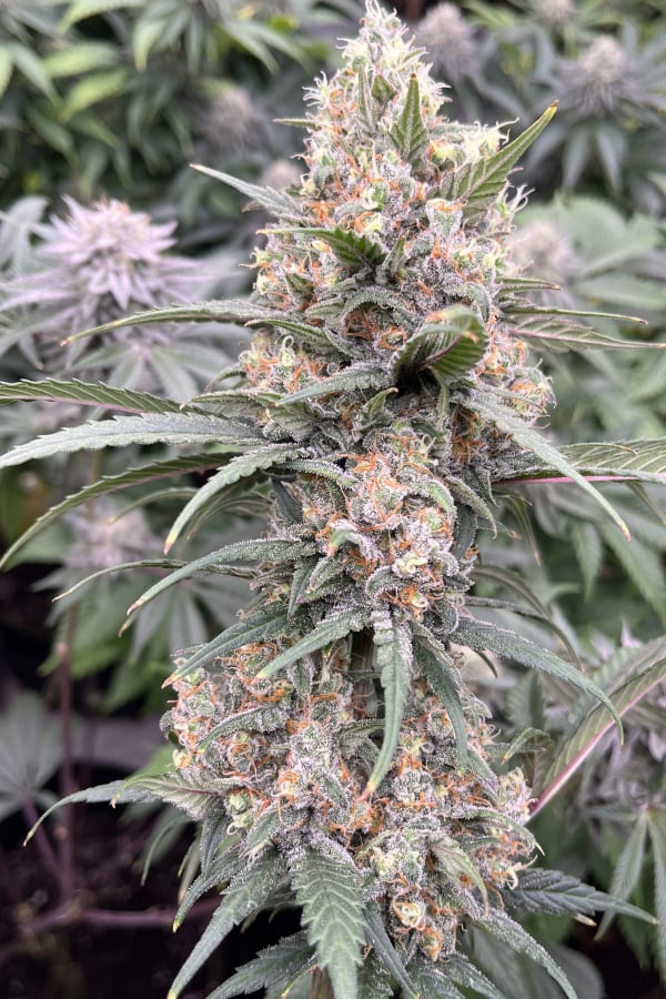 Buy Gorilla Cookies FF Cannabis Seeds | Fast Buds
