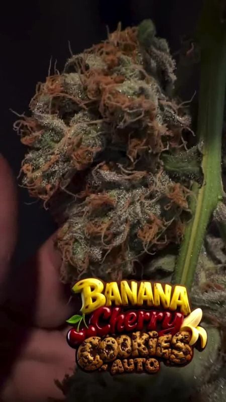 Banana Cherry Cookies Auto @seniordodo79 IG 