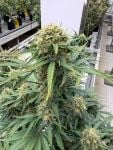 Instagram White Widow Auto