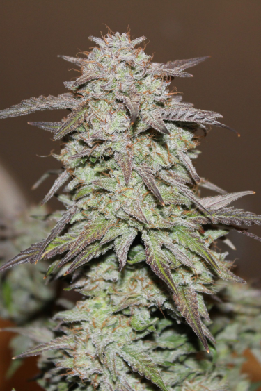 Instagram West Coast OG Auto