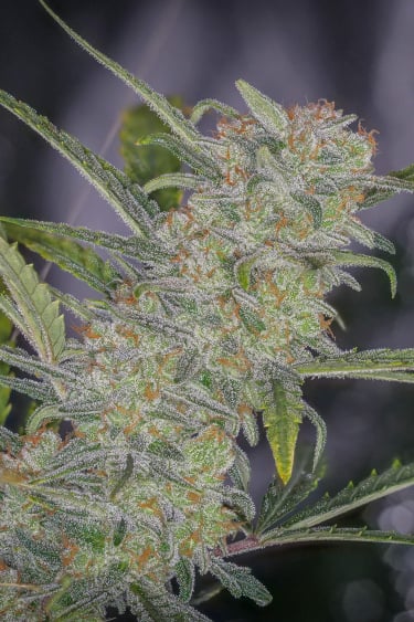 Instagram Trainwreck Auto