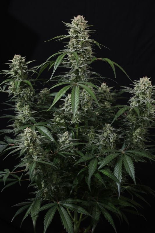 Instagram Banana Cherry Cookies Auto