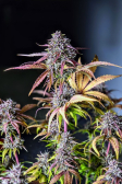 Instagram Banana Purple Punch Auto
