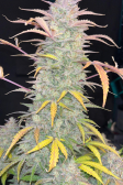 Instagram Gorilla Cookies Auto