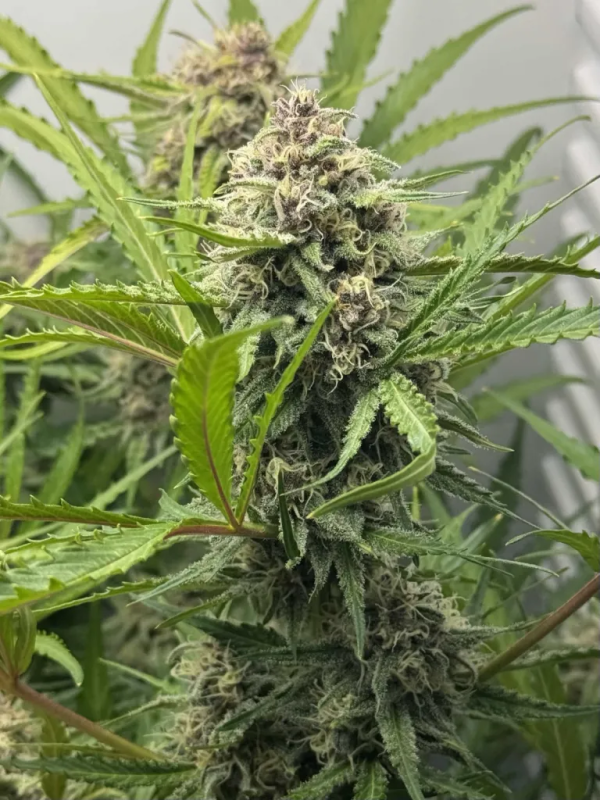 Instagram Lemon Tree Auto
