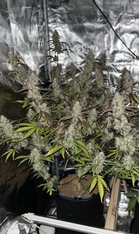 Instagram GMO Auto