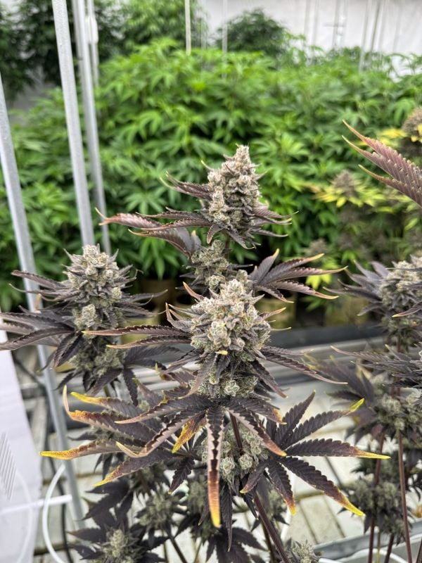 Instagram Banana Purple Punch Auto RF3