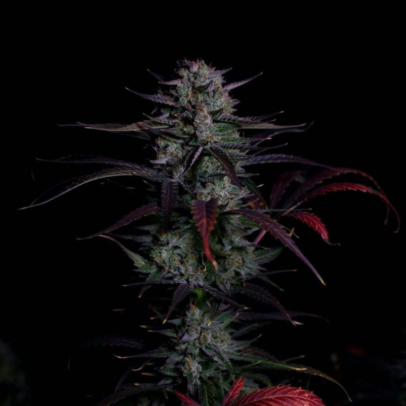 Instagram Banana Guava Auto