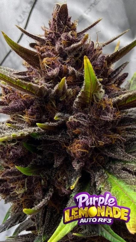 Purple Lemonade Auto RF3 @run_with_scissors73 IG 