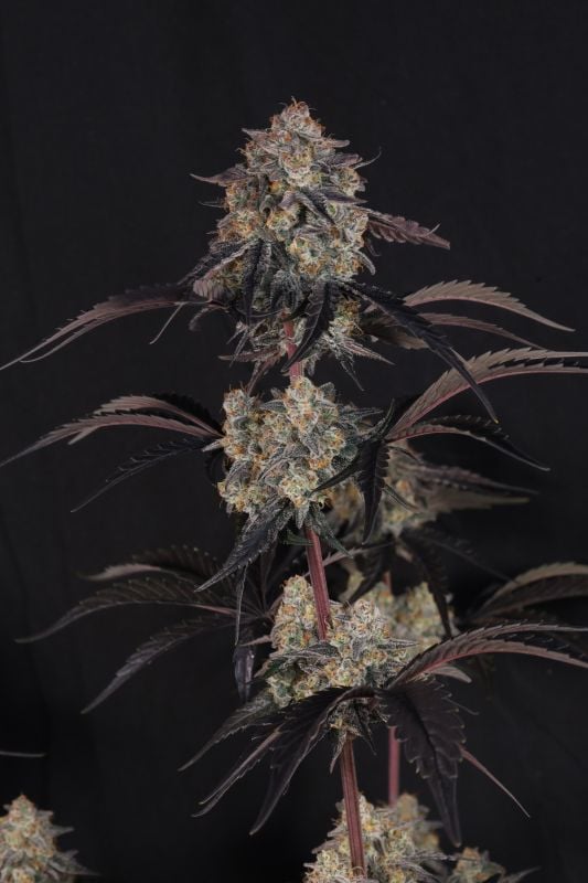 Instagram Lemon Cherry Sundae Auto