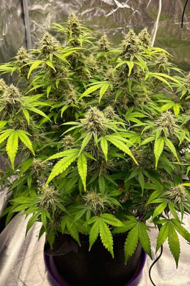 Instagram Bruce Banner Auto