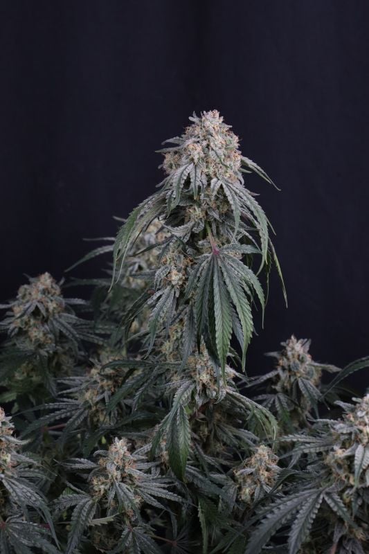 Instagram Garlic Mint Sherbet Auto