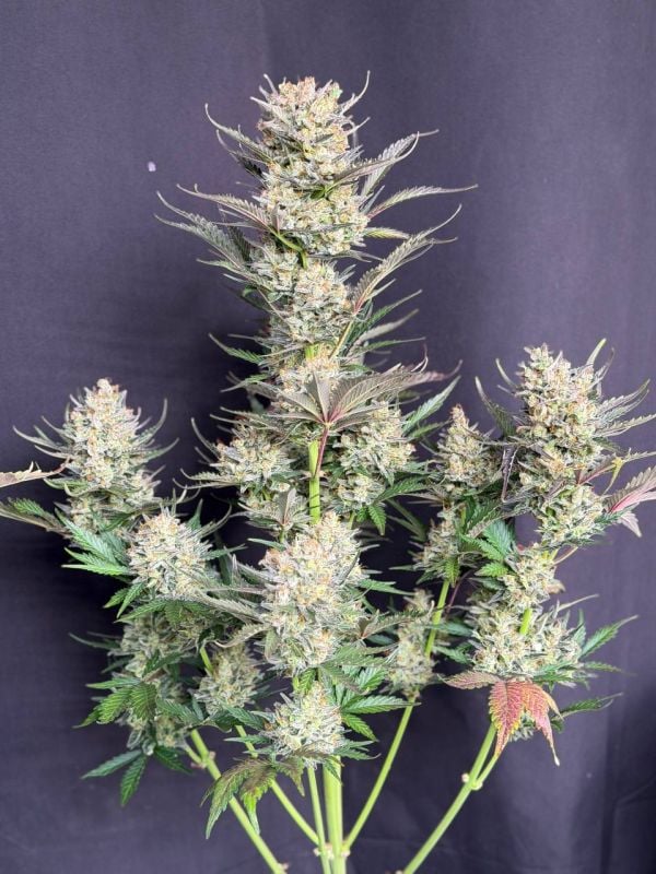 Instagram Chemdawg Auto