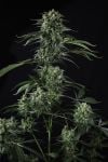 Instagram Banana Guava Auto™