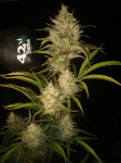 Instagram Strawberry Gorilla Auto