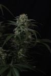 Instagram Banana Cherry Cookies Auto™