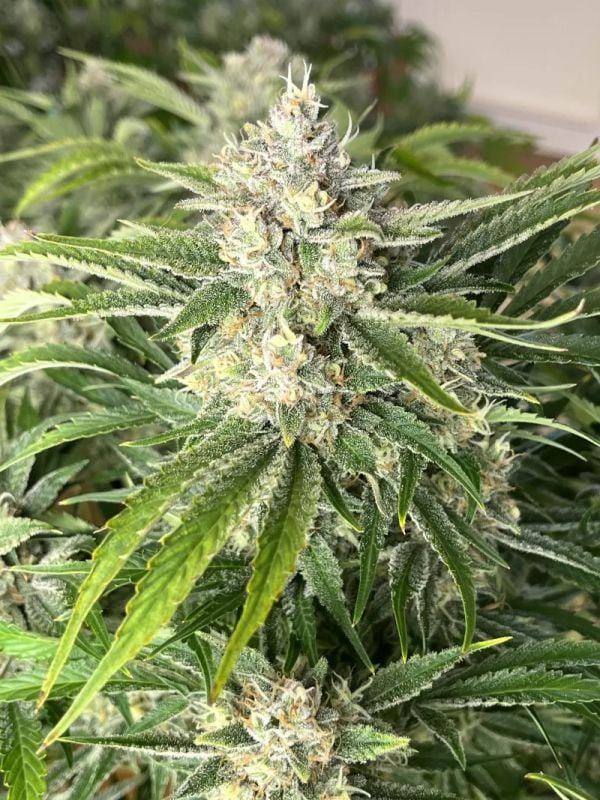 Instagram Cherry Cola Auto RF3