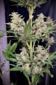 Instagram Gorilla Punch Auto