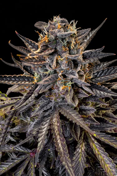 Instagram Mimosa Cake Auto