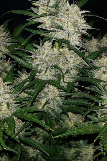 Instagram Sour Diesel Auto