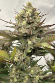 Instagram GG4 Sherbet FF