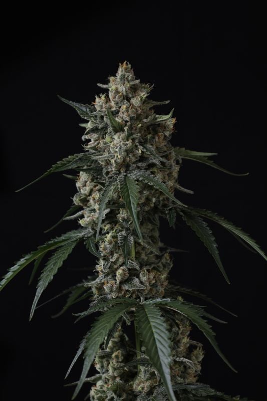 Instagram Banana Cherry Cookies Auto