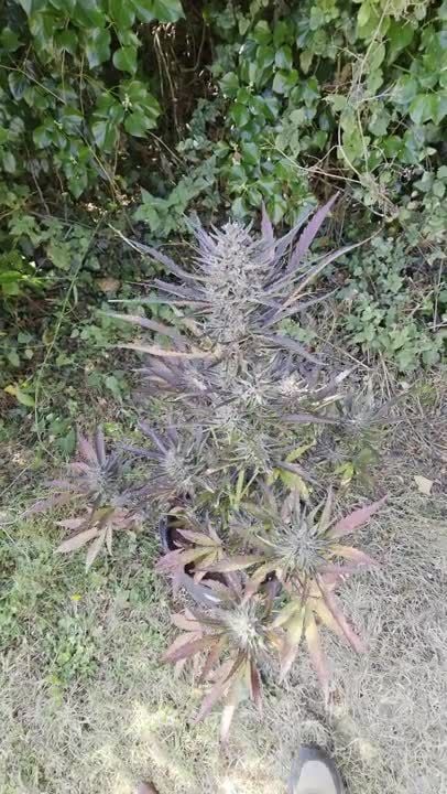 Guava Sundae Auto @KnightRider GD1