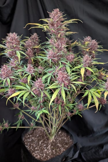 Instagram Purple Haze Auto