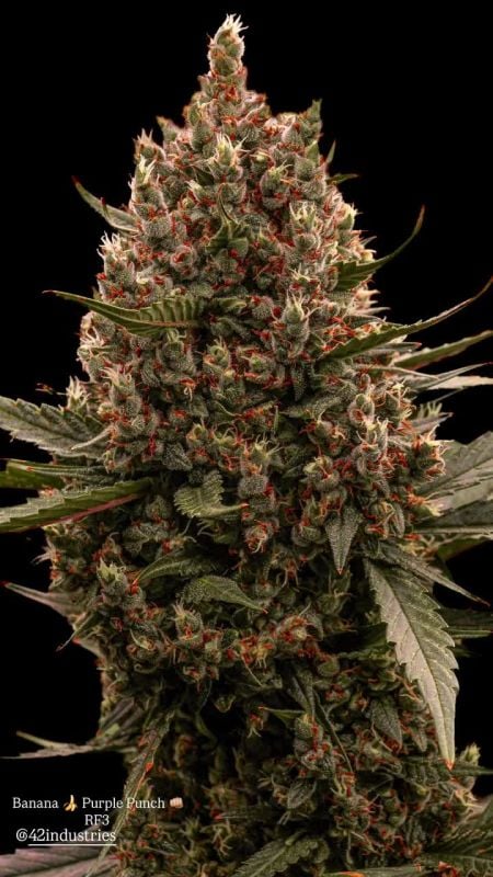 Banana Purple Punch Auto RF3 @860liftd IG 