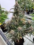 Instagram Big Bud Auto