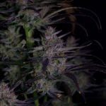 Instagram Banana Guava Auto™