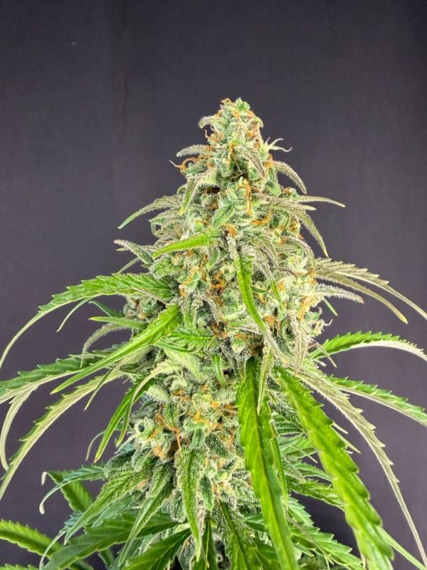 Instagram Jack Herer Auto
