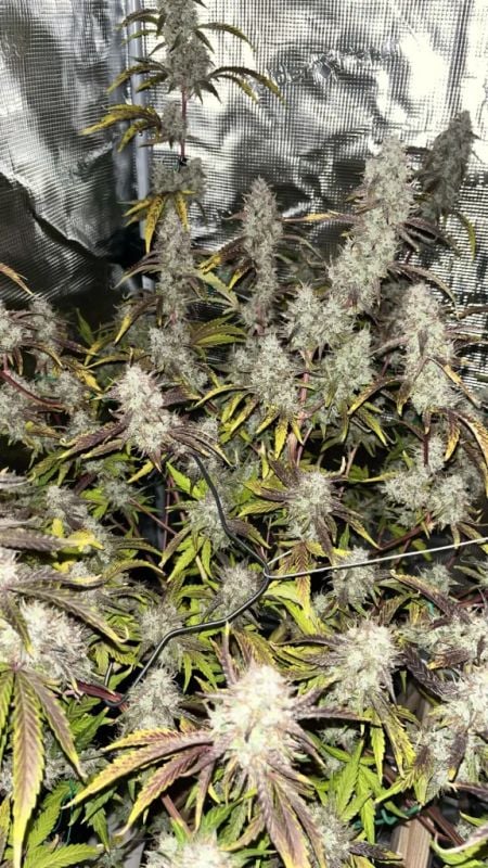 Instagram GMO Auto