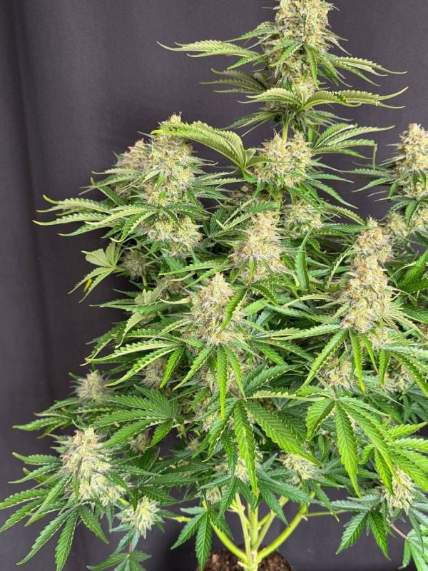 Instagram Moby Dick Auto