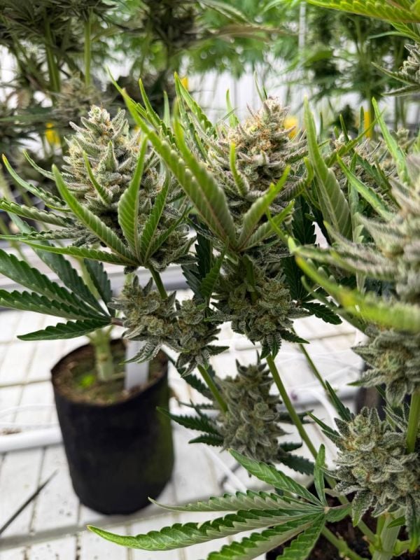 Instagram Trainwreck Auto