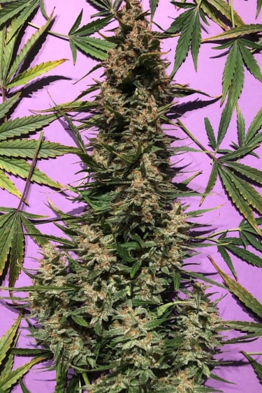 Instagram Afghan Kush Auto